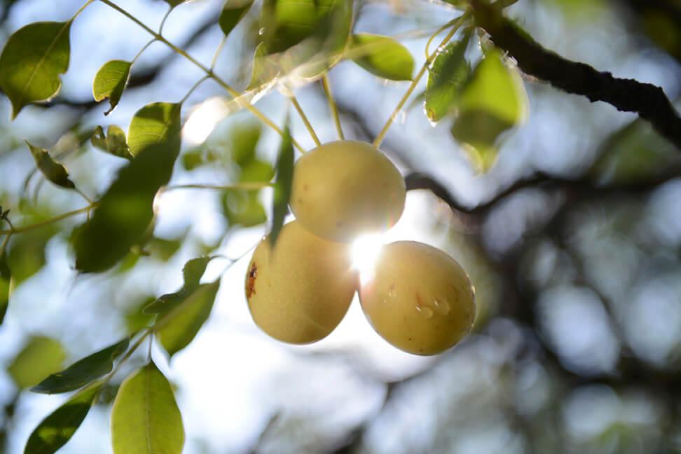 Marula Oil: The Luxe Moisturizer Your Skin Didn't Know It Needed